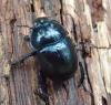 Anoplotrupes stercorosus